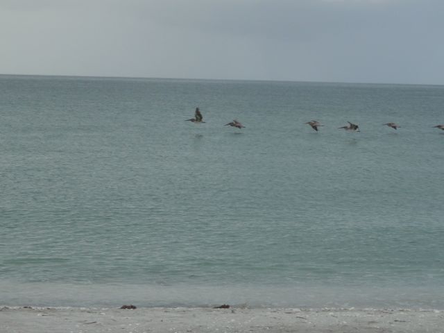 beach water fowl