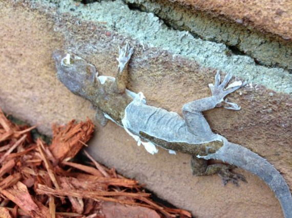 Florida lizard shedding it's skin