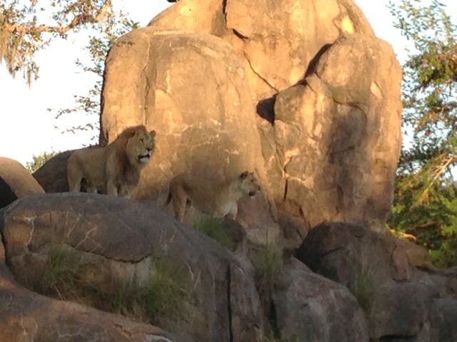 photo of male and female Lions at Disney's Animal Kingdom Theme Park