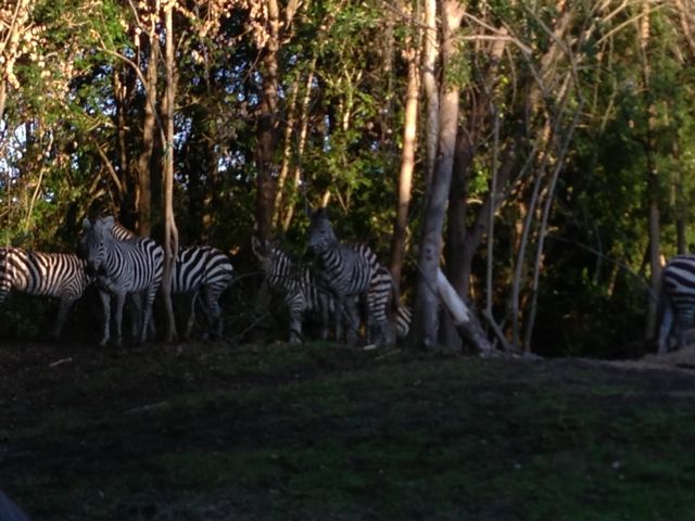 photo of zebras at Disney's Animal Kingdom Theme Park