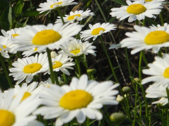 perfect graceful roadside daisies