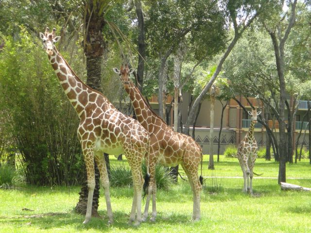 Three Giraffes at Disney's Animal Kingdom Park