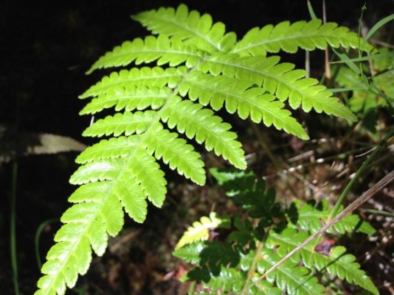 Common fern in Volcanoes National Park Hawaii