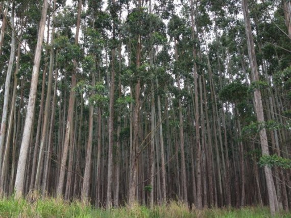 Eucalyptus tree forest near Hilo Hawaii 