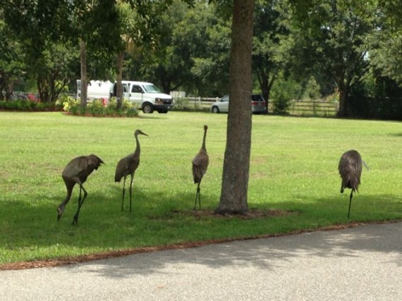 Two adult and two young Florida Sand Hill Cranes