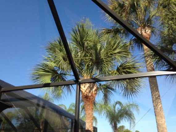 Florida Palm trees from inside screened pool enclosure 