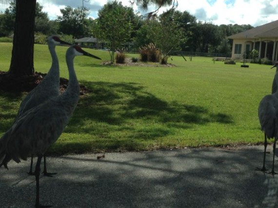 Florida Sand Hill Crane family uses our street for there daily family meetings