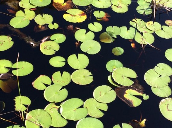 Lilly pads on Florida marsh