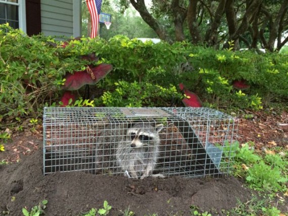 Raccoon in homeowner trap