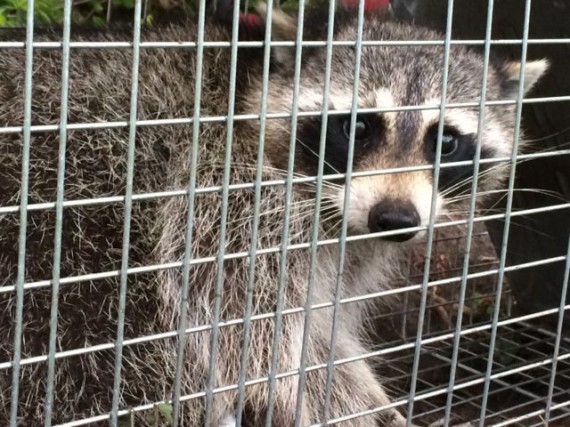 Raccoon in Florida homeowner trap