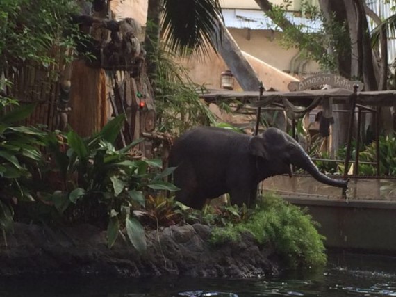 Disneyland Jungle Cruise baby elephant