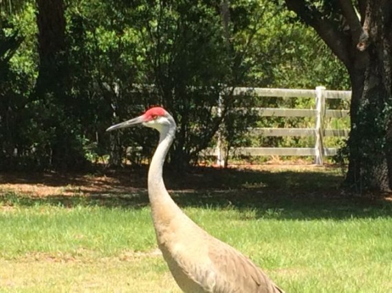 Florida Sand Hill Crane in yard