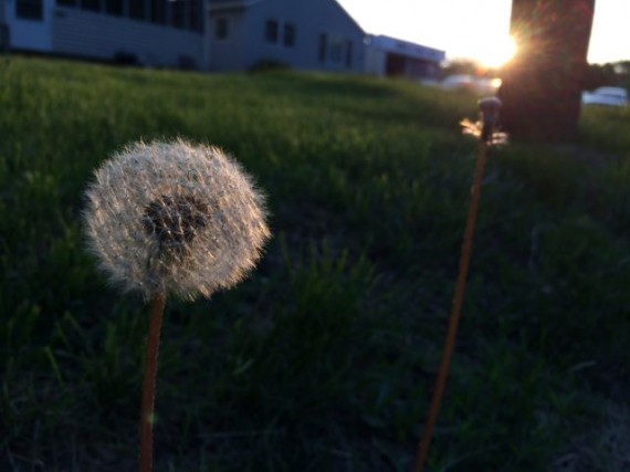 Dandelion at sunrise