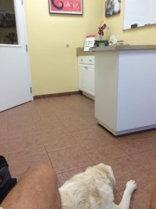 white Lab resting in Vet waiting room