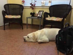 White Lab waiting for emergency vet  in Estero, Florida