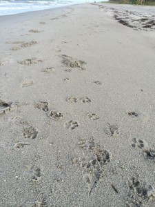 Dog tracks in sand on Sanibel Island