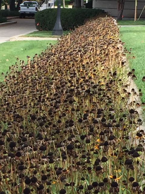 Blck eyed susans gone to seed