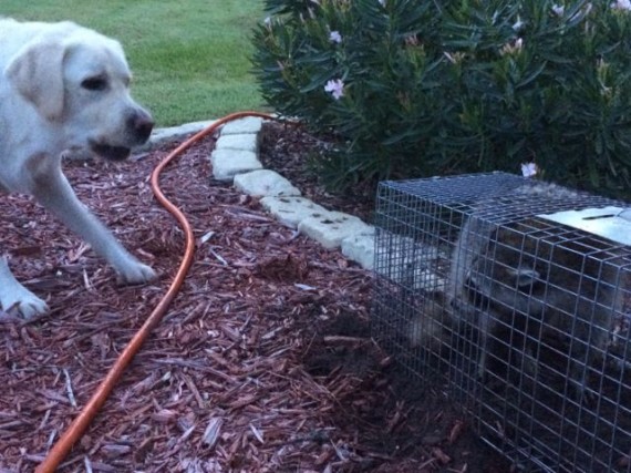 White Lab barking at Raccoon