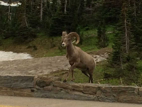 Big Horn Sheep at Logan Pass parking lot