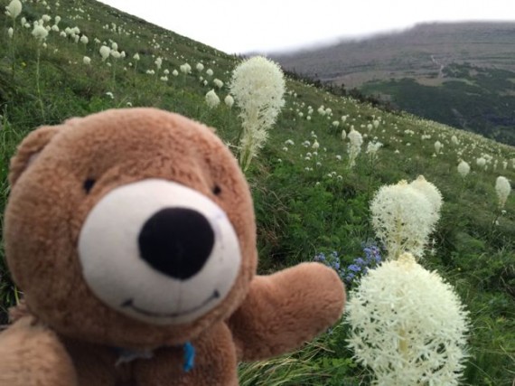 Teddy Bear and Glacier National Park Beargrass