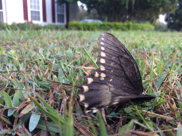 Butterfly on front yard grass