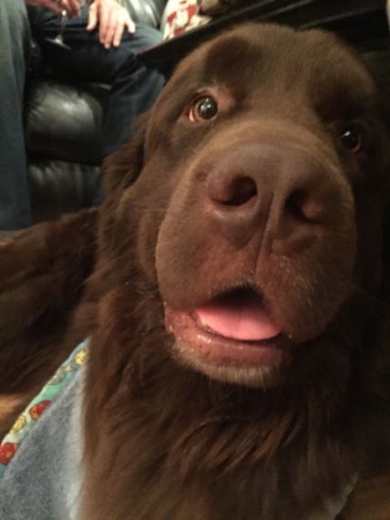 Newfoundland Dog closeup 