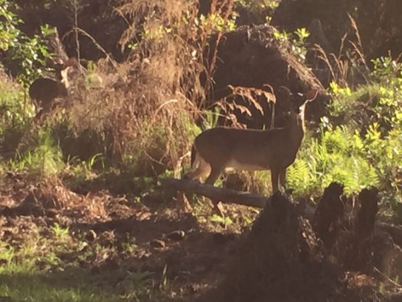 Disney's Fort Wilderness Resort and Campground wildlife.