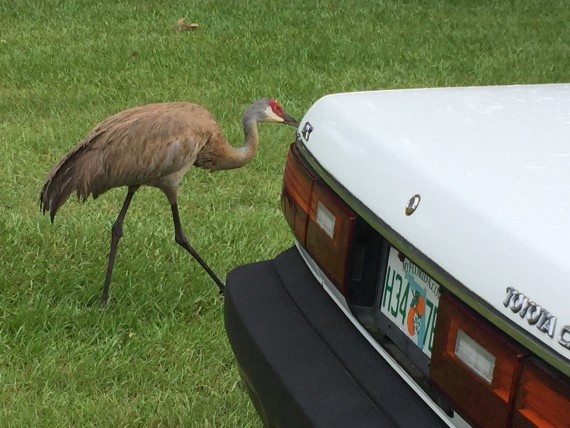 Sandhill Crane in Orlando driveway