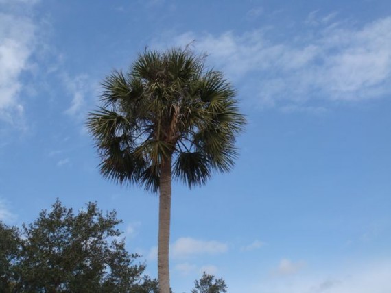 Florida State Tree