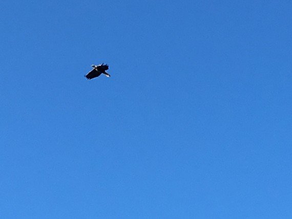 American Bald Eagle near Walt Disney World