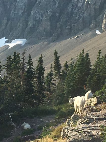 Mountain Goats at Hidden Lake overlook