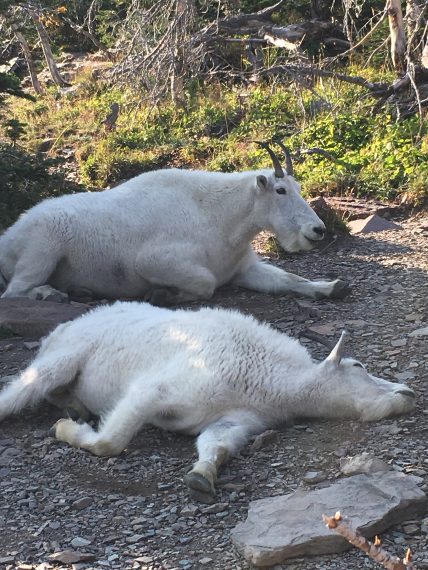 Mountain Goats at Hidden Lake overlook