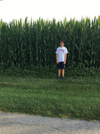 Corn field 10 feet tall