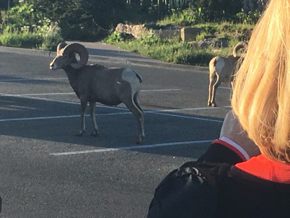 Big Horn Sheep at Logan Pass