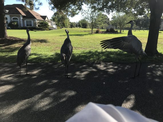 Florida Sand Hill Cranes