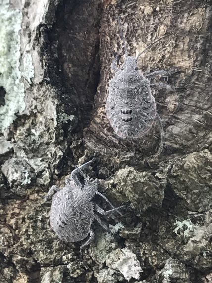 bugs on a tree