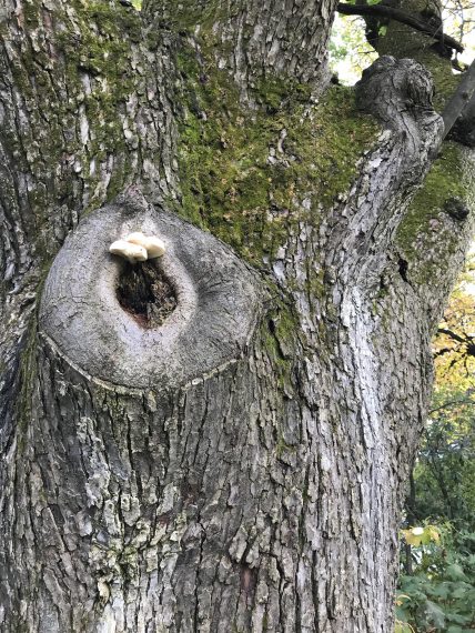 mushroom in tree