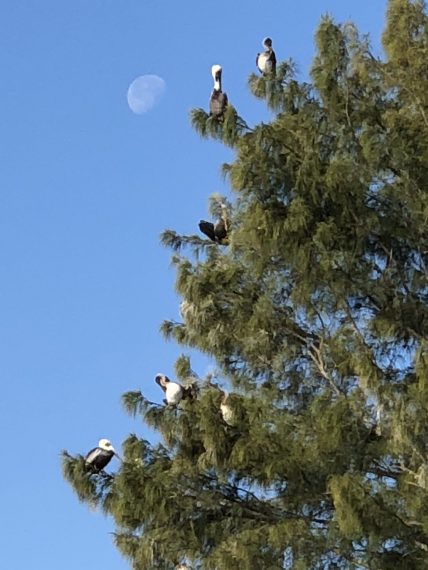 Pelicans in tree with moon