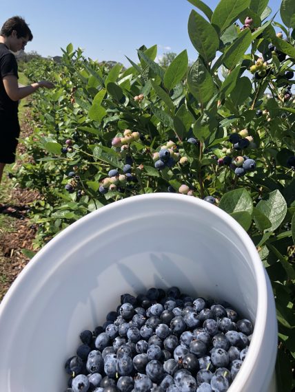 blueberry picking