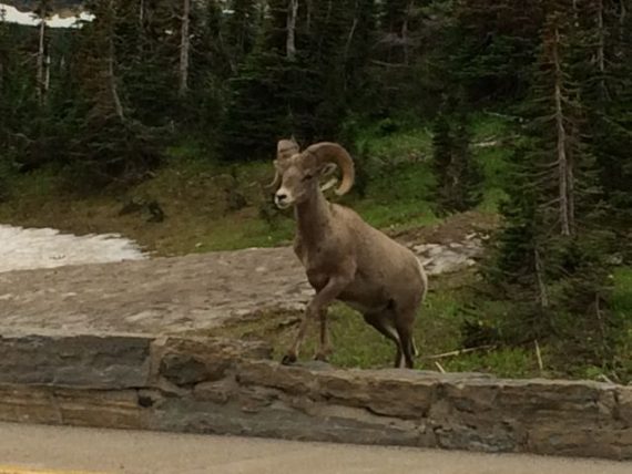 Big Horn Ram at Logan Pass 