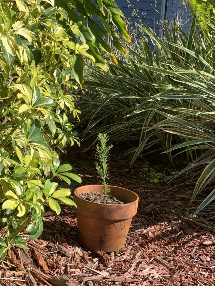 Redwood seedling in Florida