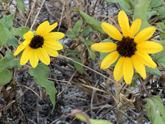 beach sunflower