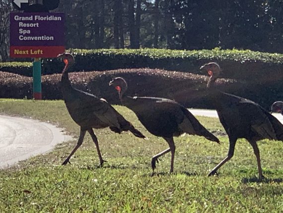 Wild Turkeys at Disney World