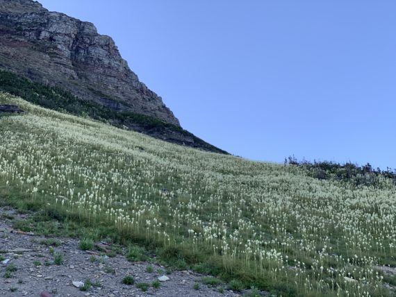 Prolific Beargrass