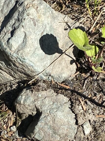 Plant shadow on a rock