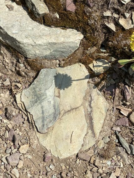 Flower shadow on rock