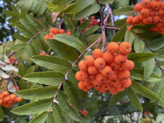 mountain ashberry berries