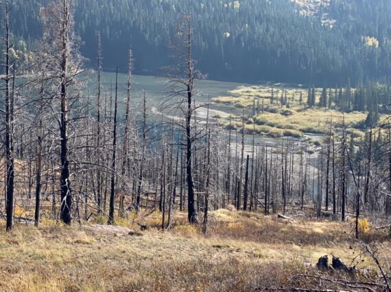 lake surrounded by burnt forest