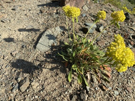 Small yellow flowers