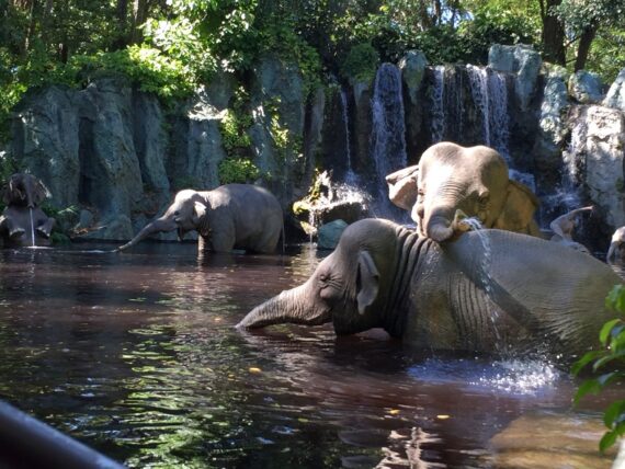 Elephant bathing grounds  on the jungle Cruise attraction 